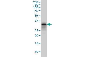 PHOX2A monoclonal antibody (M01), clone 4F6 Western Blot analysis of PHOX2A expression in PC-12 .