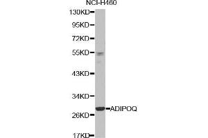 Western blot analysis of extracts of NCI-H460 cell line, using ADIPOQ antibody. (ADIPOQ anticorps  (AA 19-104))