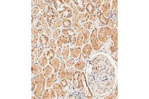 Immunohistochemical analysis of paraffin-embedded human kidney tissue using C performed on the Leica® BOND RXm.
