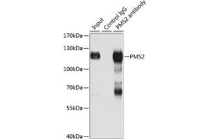Immunoprecipitation analysis of 150 μg extracts of Jurkat cells using 3 μg PMS2 antibody . (PMS2 anticorps  (AA 390-670))