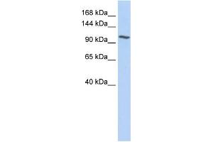 WB Suggested Anti-NNT Antibody Titration:  0. (NNT anticorps  (N-Term))