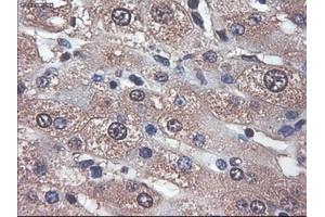 Immunohistochemical staining of paraffin-embedded liver using anti-APOM (ABIN2452530) mouse monoclonal antibody. (Apolipoprotein M anticorps  (AA 23-188))
