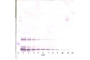Image no. 2 for anti-KIT Ligand (KITLG) antibody (ABIN465803) (KIT Ligand anticorps)