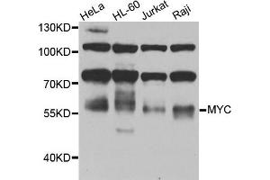Western blot analysis of extracts of various cells, using MYC antibody. (c-MYC anticorps)