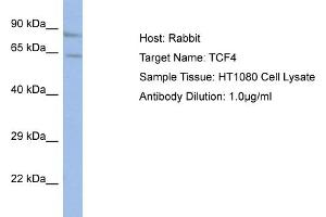 Host:  Rabbit  Target Name:  TCF4  Sample Type:  HT1080 Whole Cell lysates  Antibody Dilution:  1. (TCF4 anticorps  (N-Term))
