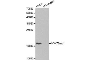 Western blot analysis of extracts of various cell lines, using MonoMethyl-Histone H3-K79 antibody. (Histone 3 anticorps  (H3K79me))