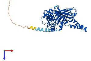 AlphaFold protein structure predicition of Human Recombinant PRMT6 Protein, UniprotID Q96LA8