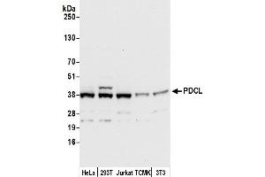 anti-Phosducin-Like (PDCL) (AA 1-50) antibody
