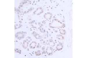 Immunohistochemistry (IHC) image for anti-Xeroderma Pigmentosum, Complementation Group A (XPA) (AA 1-50) antibody (ABIN7454782)