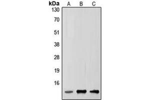Western blot analysis of SUMO2/3 expression in HepG2 (A), mouse brain (B), rat brain (C) whole cell lysates.