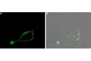 Expression of Adenylate cyclase type III in rat U-87 MG cells - Cell surface detection of Adenylate cyclase type III in intact living rat U-87 MG cells. (ADCY3 anticorps  (3rd Extracellular Loop) (Atto 488))
