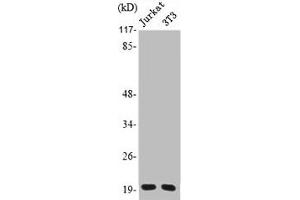 Western Blot analysis of Jurkat NIH-3T3 cells using PRAF2 Polyclonal Antibody (PRAF2 anticorps  (C-Term))