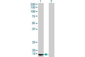 Western Blot analysis of POLR2D expression in transfected 293T cell line by POLR2D monoclonal antibody (M01), clone 1E4-A5.