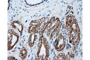 Immunohistochemistry (IHC) image for anti-NME/NM23 Nucleoside Diphosphate Kinase 4 (NME4) antibody (ABIN1499772) (NME4 anticorps)