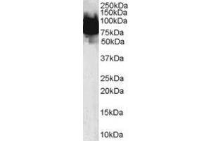 Image no. 1 for anti-Kruppel-Like Factor 4 (Gut) (KLF4) (N-Term) antibody (ABIN374229) (KLF4 anticorps  (N-Term))