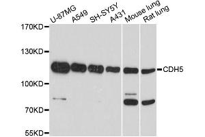 Western blot analysis of extracts of various cell lines, using CDH5 antibody (ABIN1871712) at 1:1000 dilution. (Cadherin 5 anticorps)