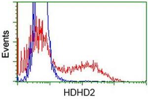 HEK293T cells transfected with either RC205967 overexpress plasmid (Red) or empty vector control plasmid (Blue) were immunostained by anti-HDHD2 antibody (ABIN2454533), and then analyzed by flow cytometry. (HDHD2 anticorps)