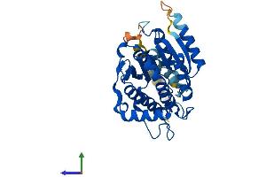 AlphaFold protein structure predicition of Mouse Recombinant Rdh14 Protein, UniprotID Q9ERI6