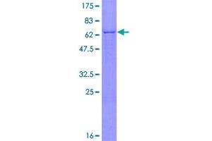 Image no. 1 for Glutamic-Oxaloacetic Transaminase 2, Mitochondrial (Aspartate Aminotransferase 2) (GOT2) (AA 1-430) protein (GST tag) (ABIN1355494)