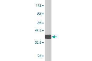 Western Blot detection against Immunogen (37.