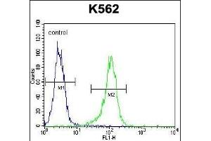LIPC Antibody (Center) (ABIN656217 and ABIN2845534) flow cytometric analysis of K562 cells (right histogram) compared to a negative control cell (left histogram). (LIPC anticorps  (AA 310-338))
