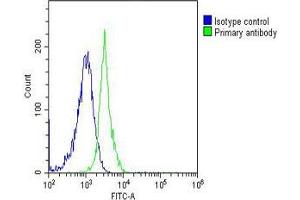Overlay histogram showing Jurkat cells stained with (ABIN6243617 and ABIN6577063)(green line).