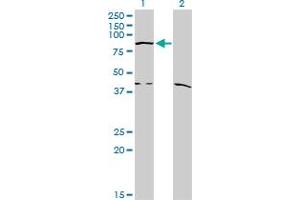 Western Blot analysis of COG2 expression in transfected 293T cell line by COG2 monoclonal antibody (M09), clone 4C8. (COG2 anticorps  (AA 639-738))