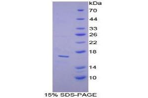 SDS-PAGE analysis of Mouse alpha Lactalbumin Protein. (LALBA Protéine)
