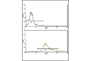 Flow cytometric analysis of hela cells using GS Antibody (Center)(bottom histogram) coared to a negative control cell (top histogram)FITC-conjugated goat-anti-rabbit secondary antibodies were used for the analysis.