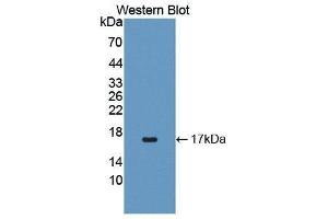 Western Blotting (WB) image for anti-Interleukin 4 (IL4) (AA 24-132) antibody (ABIN3209437) (IL-4 anticorps  (AA 24-132))