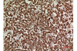 Immunohistochemistry (IHC) analysis of paraffin-embedded Human Liver, antibody was diluted at 1:100. (STX1A anticorps  (Internal Region))