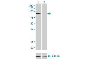 Western blot analysis of ARNT over-expressed 293 cell line, cotransfected with ARNT Validated Chimera RNAi (Lane 2) or non-transfected control (Lane 1).