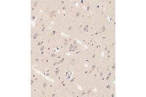 Immunohistochemical analysis of paraffin-embedded human brain tissue using B performed on the Leica® BOND RXm.