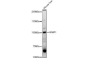 Western blot analysis of extracts of Mouse liver, using WWP1 antibody (ABIN7271394) at 1:1000 dilution. (WWP1 anticorps  (AA 1-260))