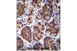 SH2D4B Antibody (C-term) (ABIN655845 and ABIN2845257) immunohistochemistry analysis in formalin fixed and paraffin embedded human stomach tissue followed by peroxidase conjugation of the secondary antibody and DAB staining. (SH2D4B anticorps  (C-Term))
