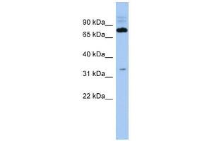 C14ORF44 antibody used at 1 ug/ml to detect target protein. (FAM161B anticorps  (Middle Region))