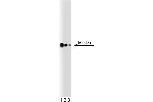 Western Blotting (WB) image for anti-Non-POU Domain Containing, Octamer-Binding (NONO) (AA 368-471) antibody (ABIN968451) (NONO anticorps  (AA 368-471))