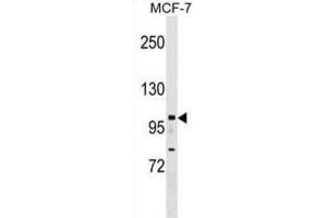 Western Blotting (WB) image for anti-Nuclear Receptor Interacting Protein 1 (NRIP1) antibody (ABIN2999856) (NRIP1 anticorps)