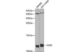Western blot analysis of extracts of various cell lines, using GLRX antibody (ABIN6127980, ABIN6141147, ABIN6141149 and ABIN6220940) at 1:1000 dilution. (Glutaredoxin 1 anticorps  (AA 1-106))
