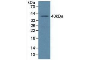 Detection of PCGF4 in Human K562 Cells using Polyclonal Antibody to Polycomb Group Ring Finger Protein 4 (PCGF4)