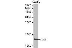 Western Blotting (WB) image for anti-Chemokine (C-C Motif) Ligand 21 (CCL21) antibody (ABIN1871514)