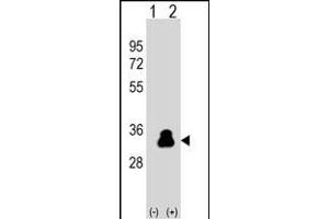 Western blot analysis of KLK4 (arrow) using rabbit polyclonal KLK4 Antibody  (ABIN390304 and ABIN2840739). (Kallikrein 4 anticorps  (AA 85-115))