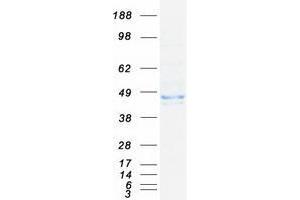 Validation with Western Blot (WDFY1 Protein (Myc-DYKDDDDK Tag))
