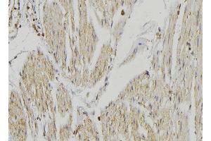 ABIN6274651 at 1/100 staining Mouse muscle tissue by IHC-P. (CYP2R1 anticorps  (Internal Region))