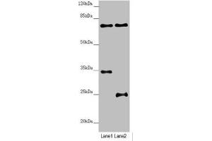 Western blot All lanes: NEDD1 antibody at 3.