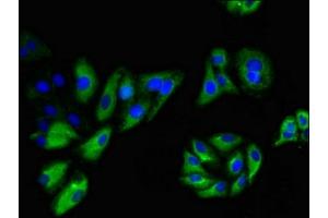 Immunofluorescent analysis of HepG2 cells using ABIN7161610 at dilution of 1:100 and Alexa Fluor 488-congugated AffiniPure Goat Anti-Rabbit IgG(H+L)