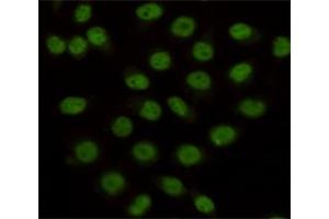 Immunocytochemistry staining of HeLa cells fixed with 4 % Paraformaldehyde and using anti-KDM1/LSD1 mouse mAb (dilution 1:100).