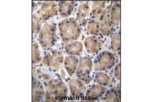 RPL27 Antibody (C-term) (ABIN657050 and ABIN2846217) immunohistochemistry analysis in formalin fixed and paraffin embedded human stomach tissue followed by peroxidase conjugation of the secondary antibody and DAB staining.