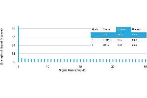 Protein Array (PAr) image for anti-Dopa Decarboxylase (Aromatic L-Amino Acid Decarboxylase) (DDC) antibody (ABIN7456254)