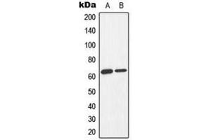 Western blot analysis of AMPK alpha 1/2 (pT183/172) expression in Jurkat Adriamycin-treated (A), K562 Adriamycin-treated (B) whole cell lysates. (PRKAA1/PRKAA2 anticorps  (pSer172, pSer183))